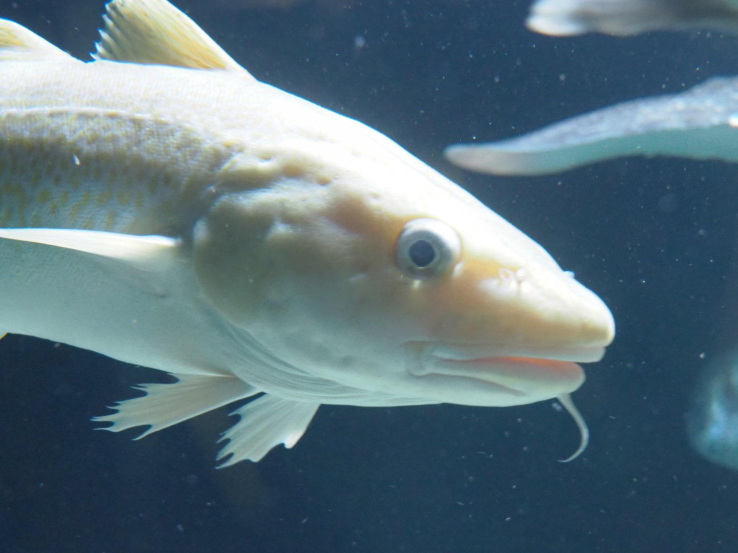 Atlantic cod (Gadus morhua), 2022-05-26