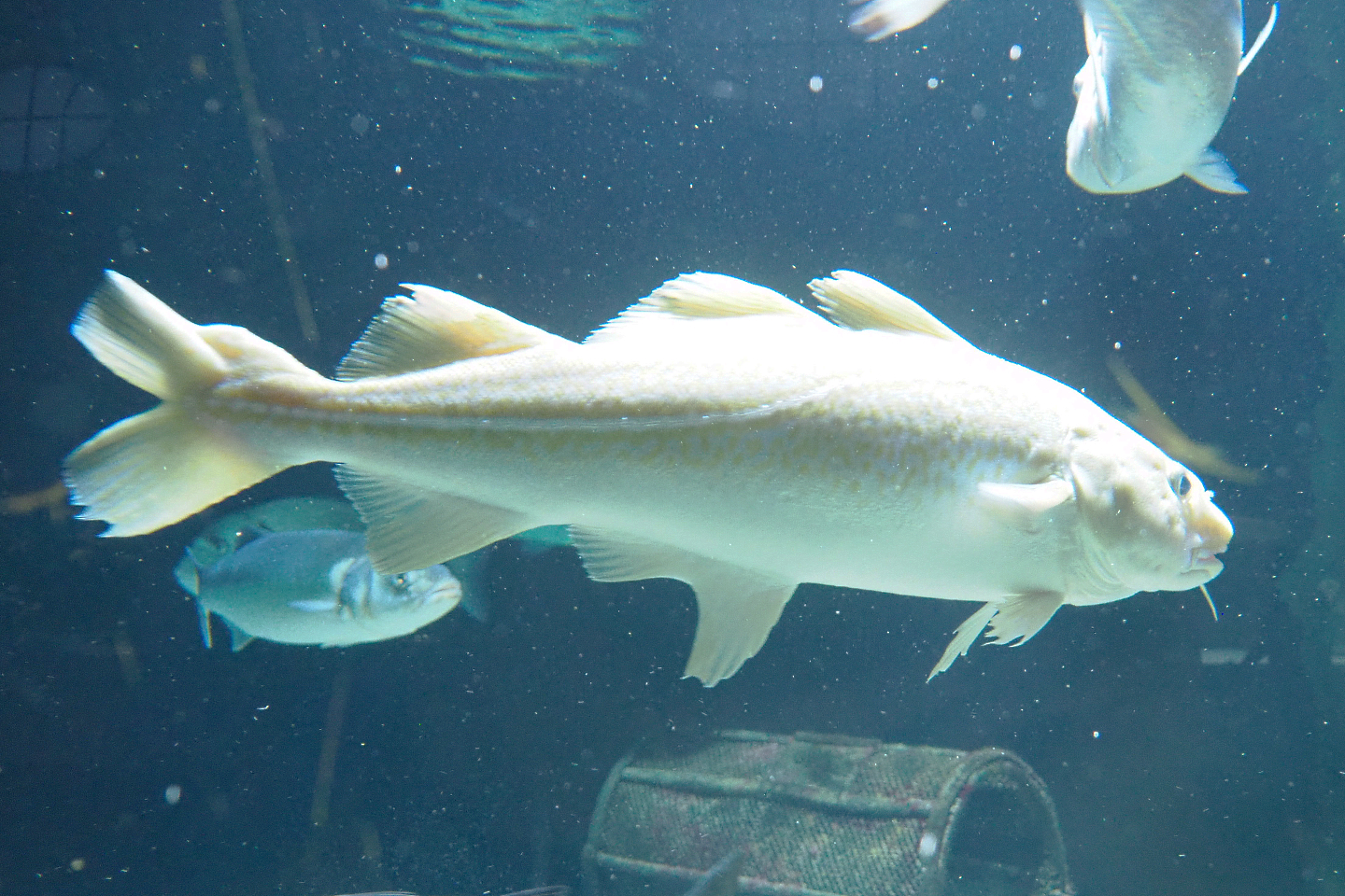 Atlantic cod (Gadus morhua), 2022-05-26