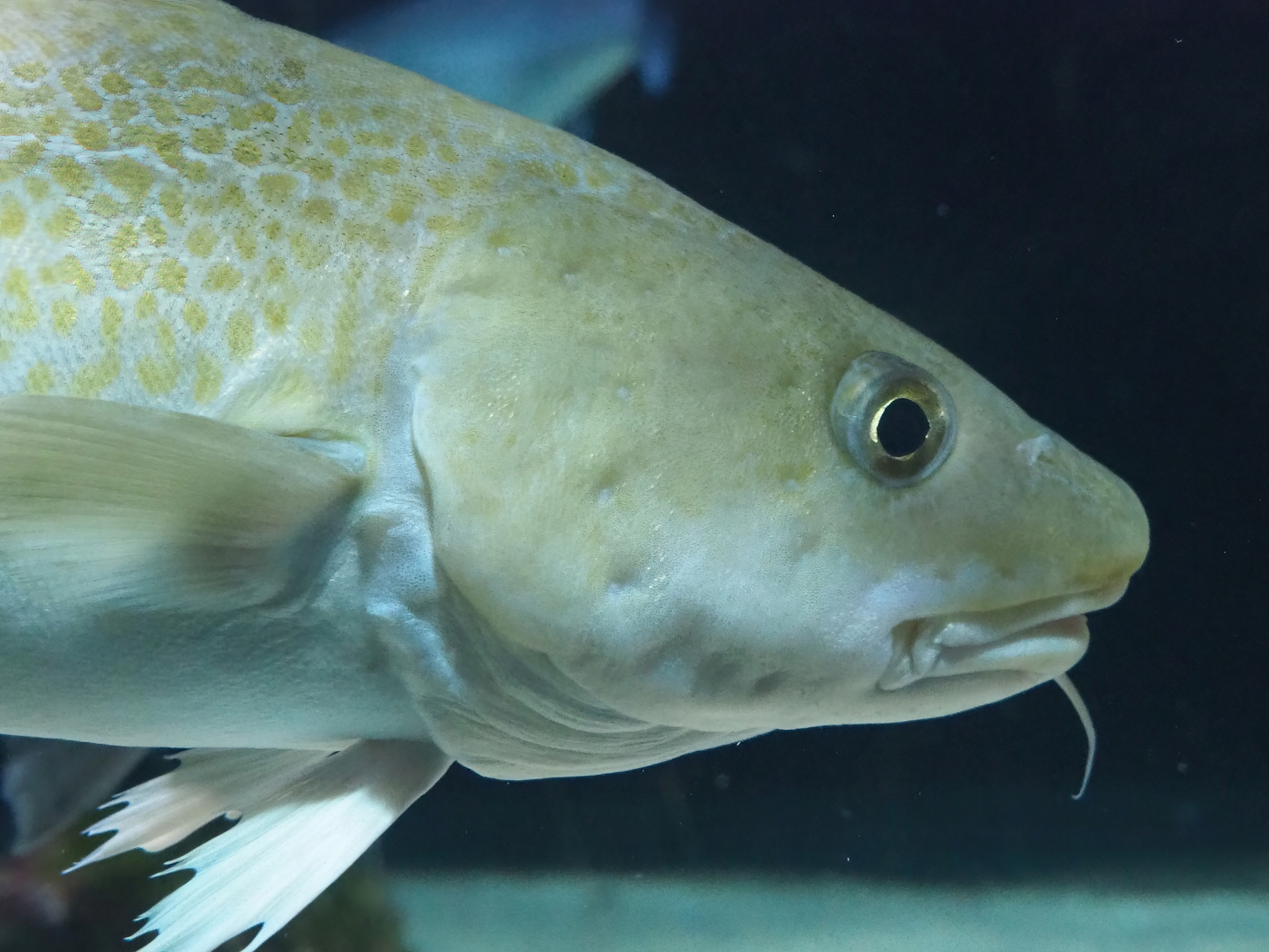 Atlantic cod (Gadus morhua), 2022-08-16