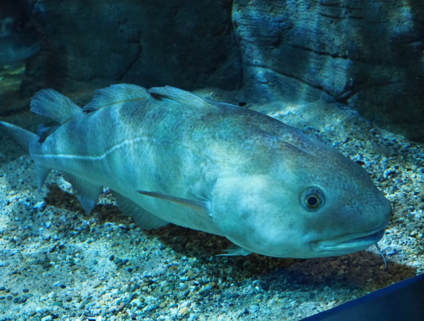 Atlantic cod (Gadus morhua), Feb 27th, 2019