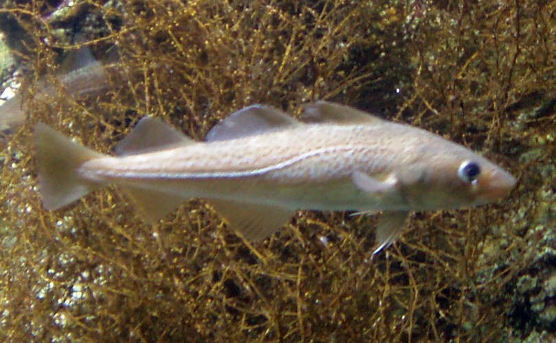 Atlantic Cod (Gadus morhua)