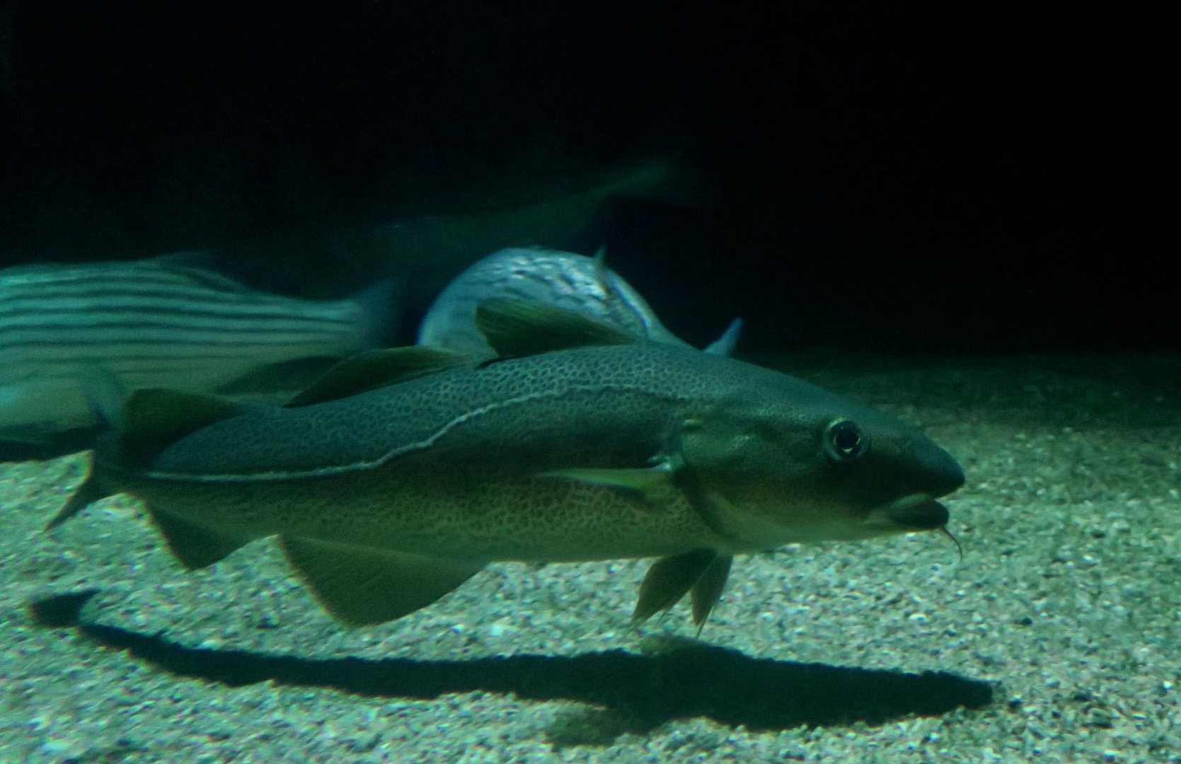 Atlantic Cod (Gadus morhua)