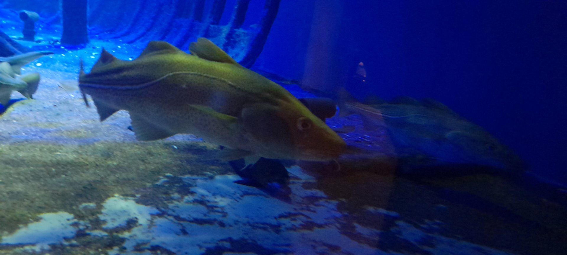 Atlantic cod (Gadus morhua)