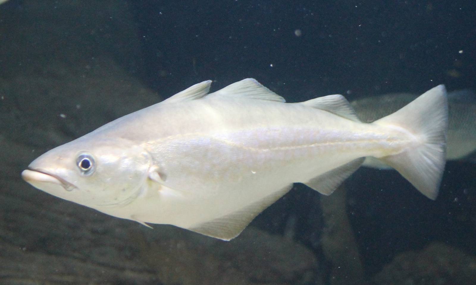 Atlantic cod