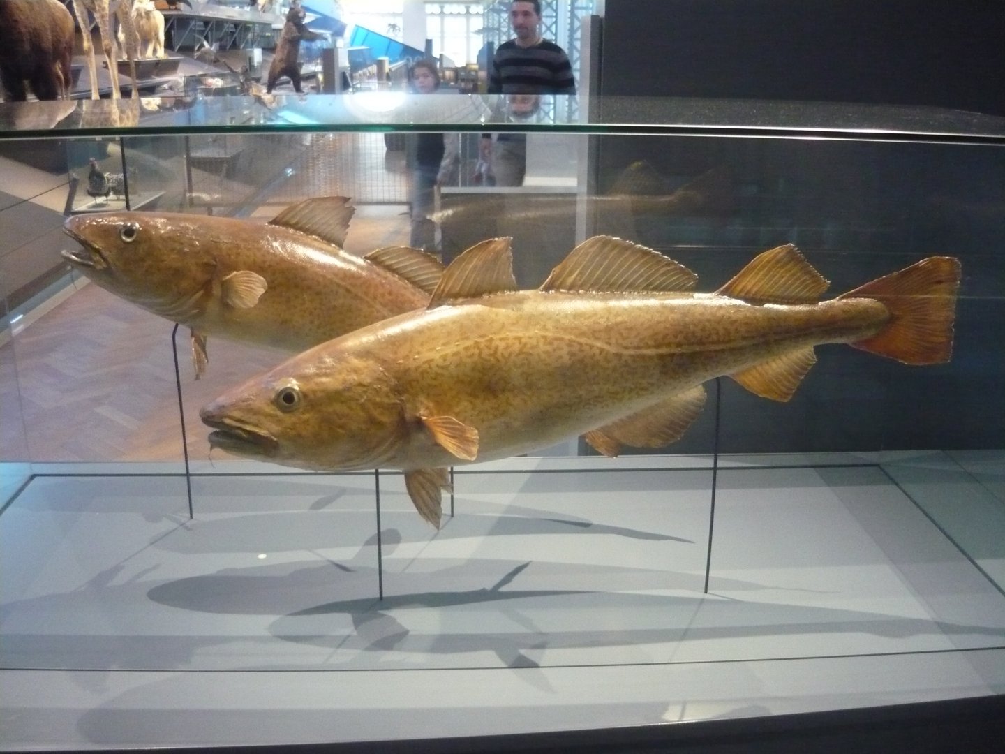 Atlantic cod