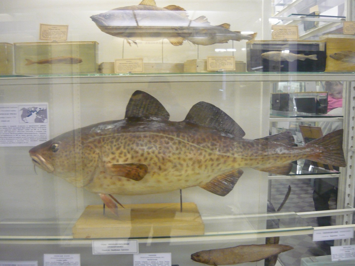 Atlantic cod