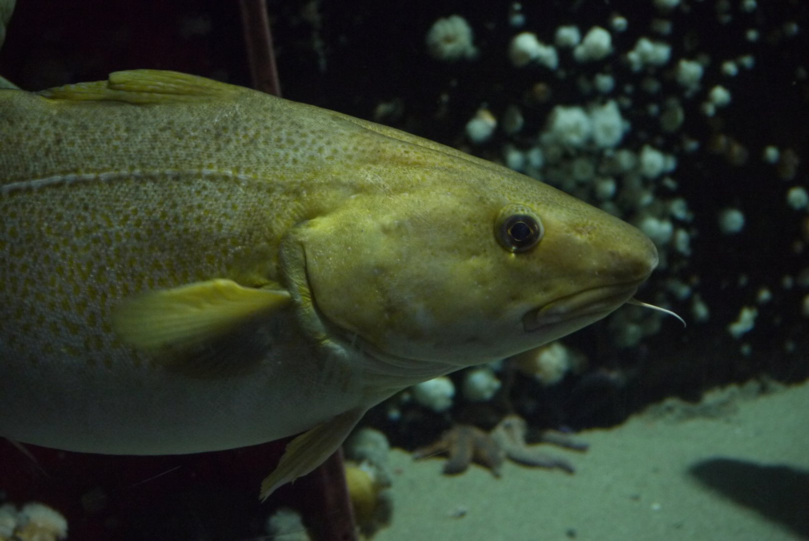 Atlantic Cod
