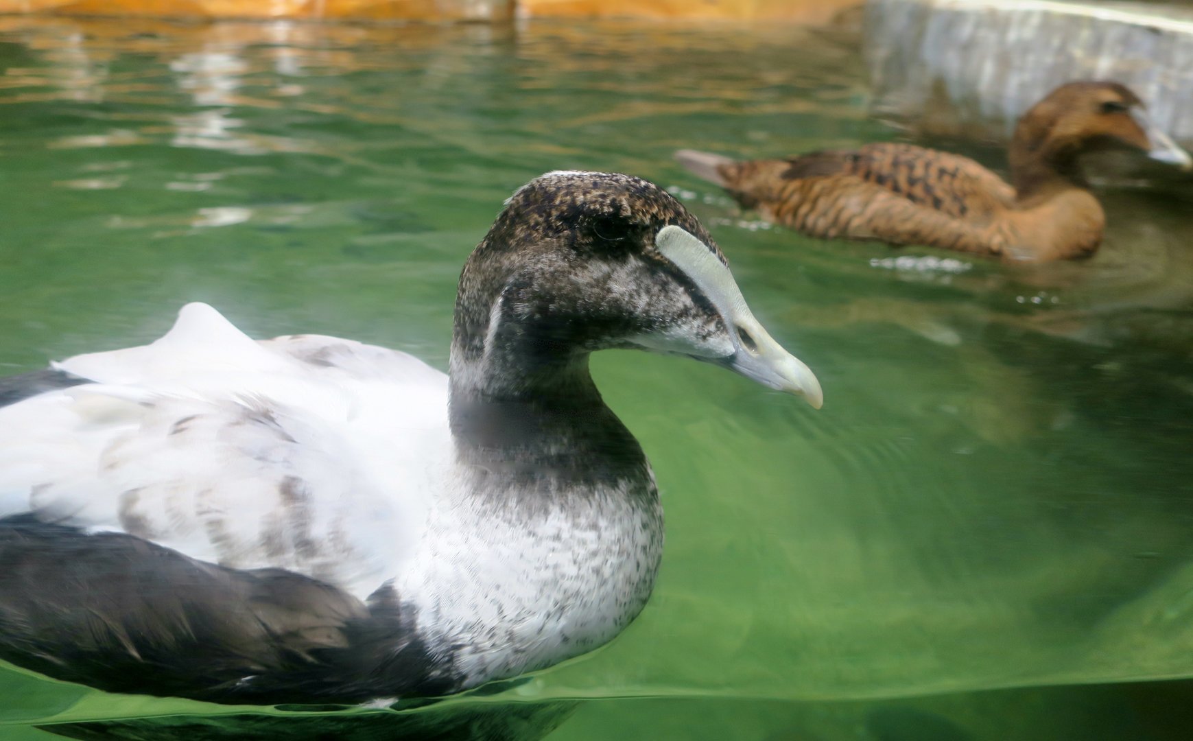 Atlantic Common Eider (Somateria mollissima dresseri)
