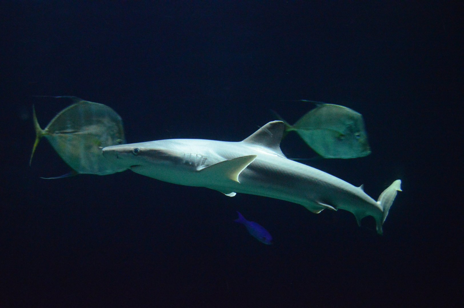 Atlantic Coral Reef - Blacknose Shark (Carcharhinus acronotus)