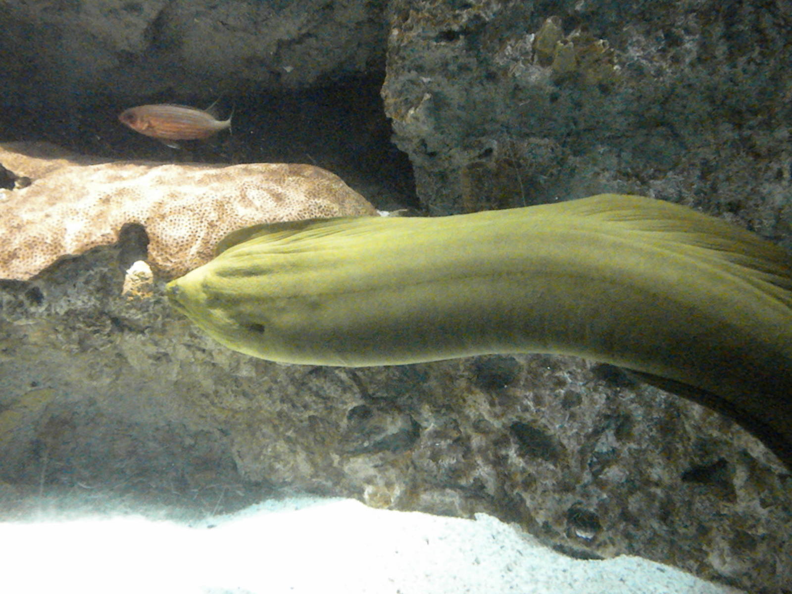 Atlantic Coral Reef Exhibit