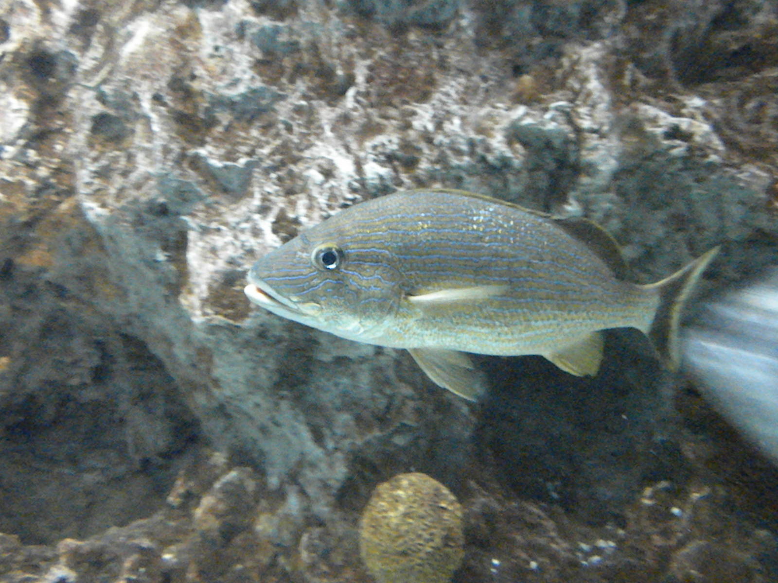 Atlantic Coral Reef Exhibit
