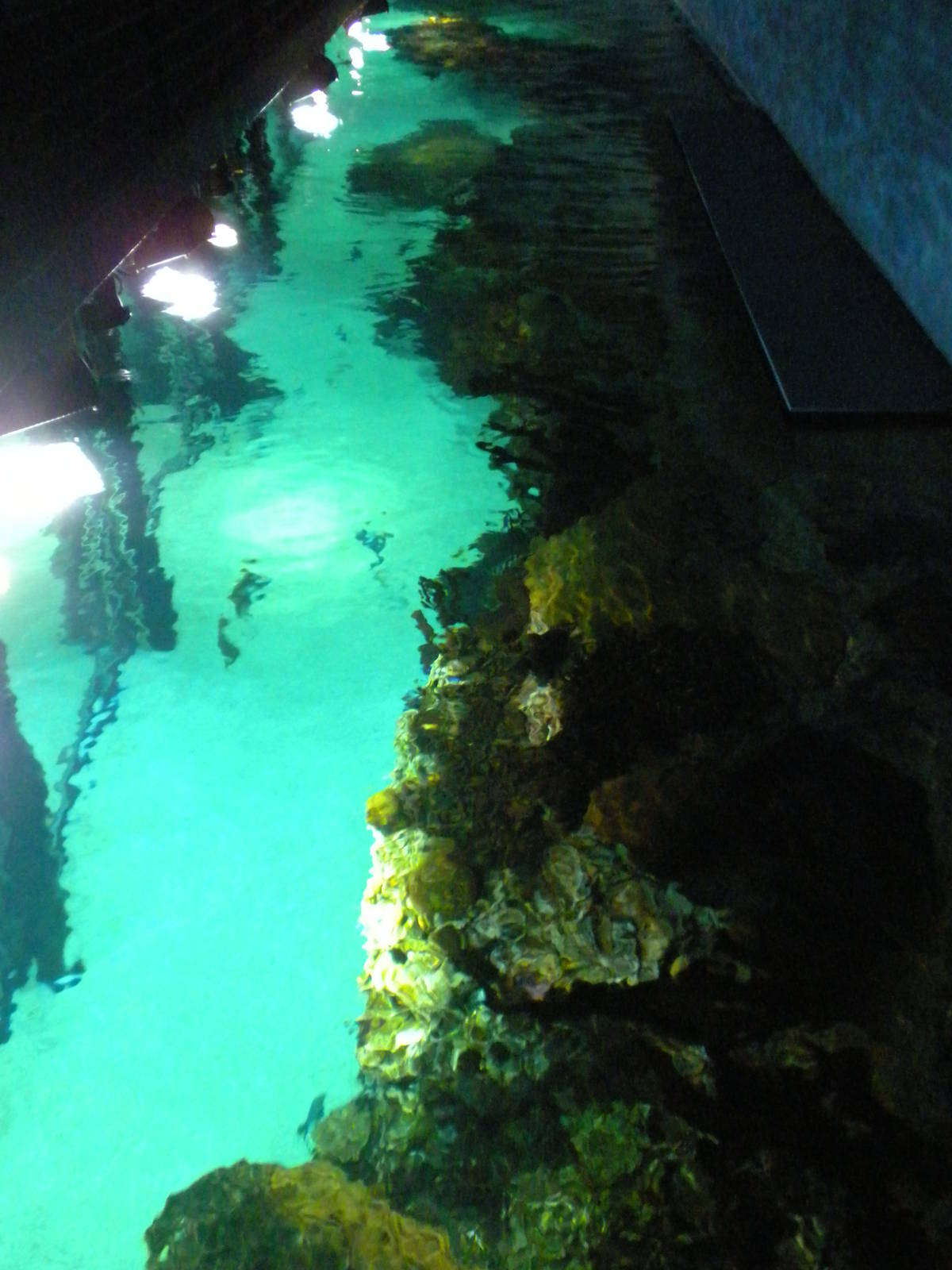 Atlantic Coral Reef Exhibit