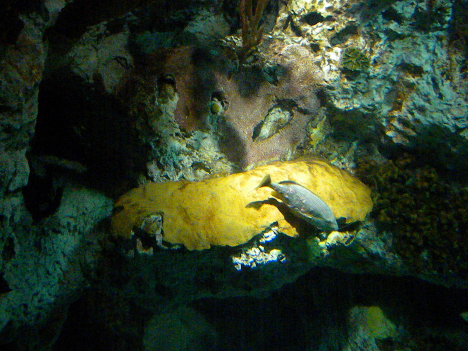 Atlantic Coral Reef Exhibit