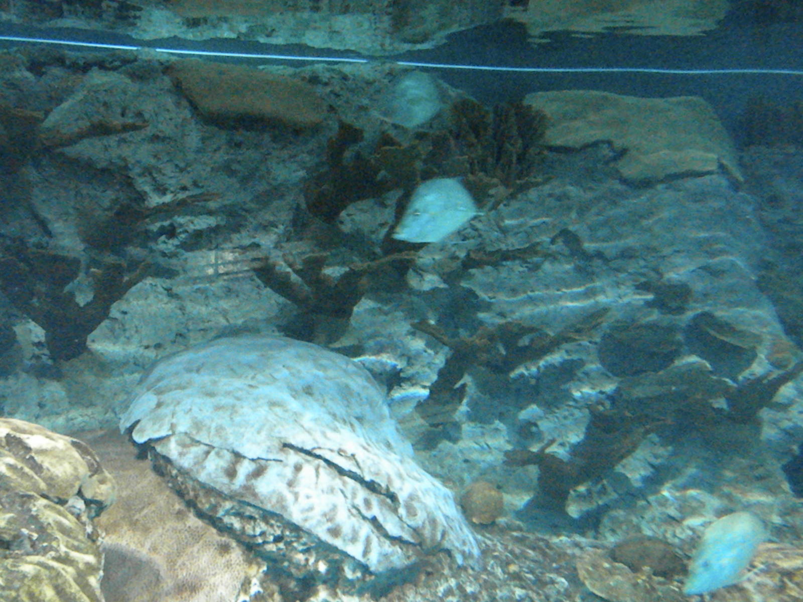 Atlantic Coral Reef Exhibit