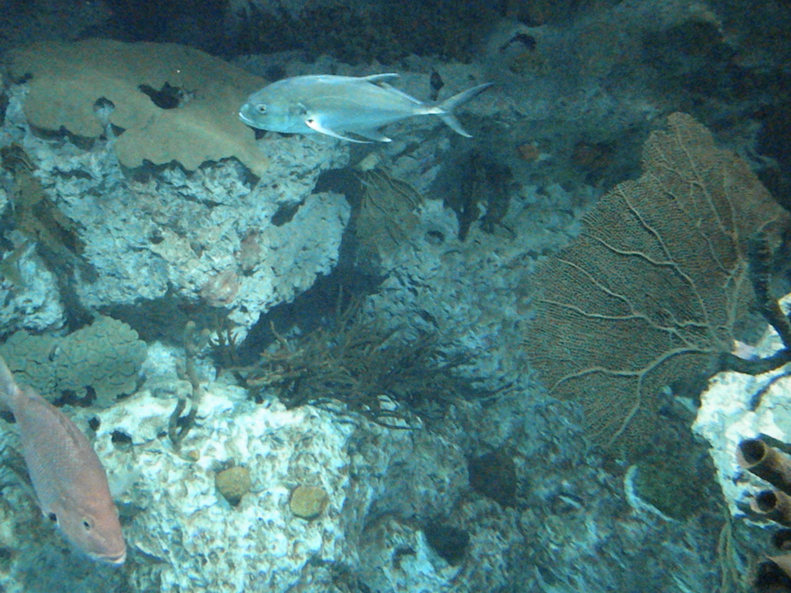 Atlantic Coral Reef Exhibit