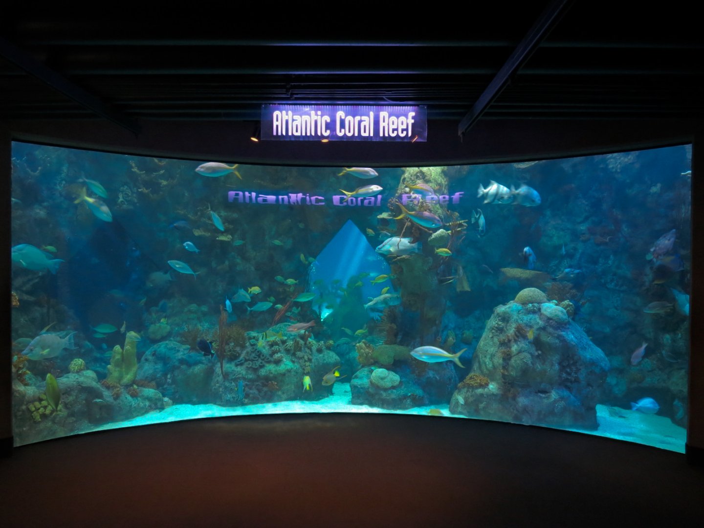 Atlantic Coral Reef Exhibit