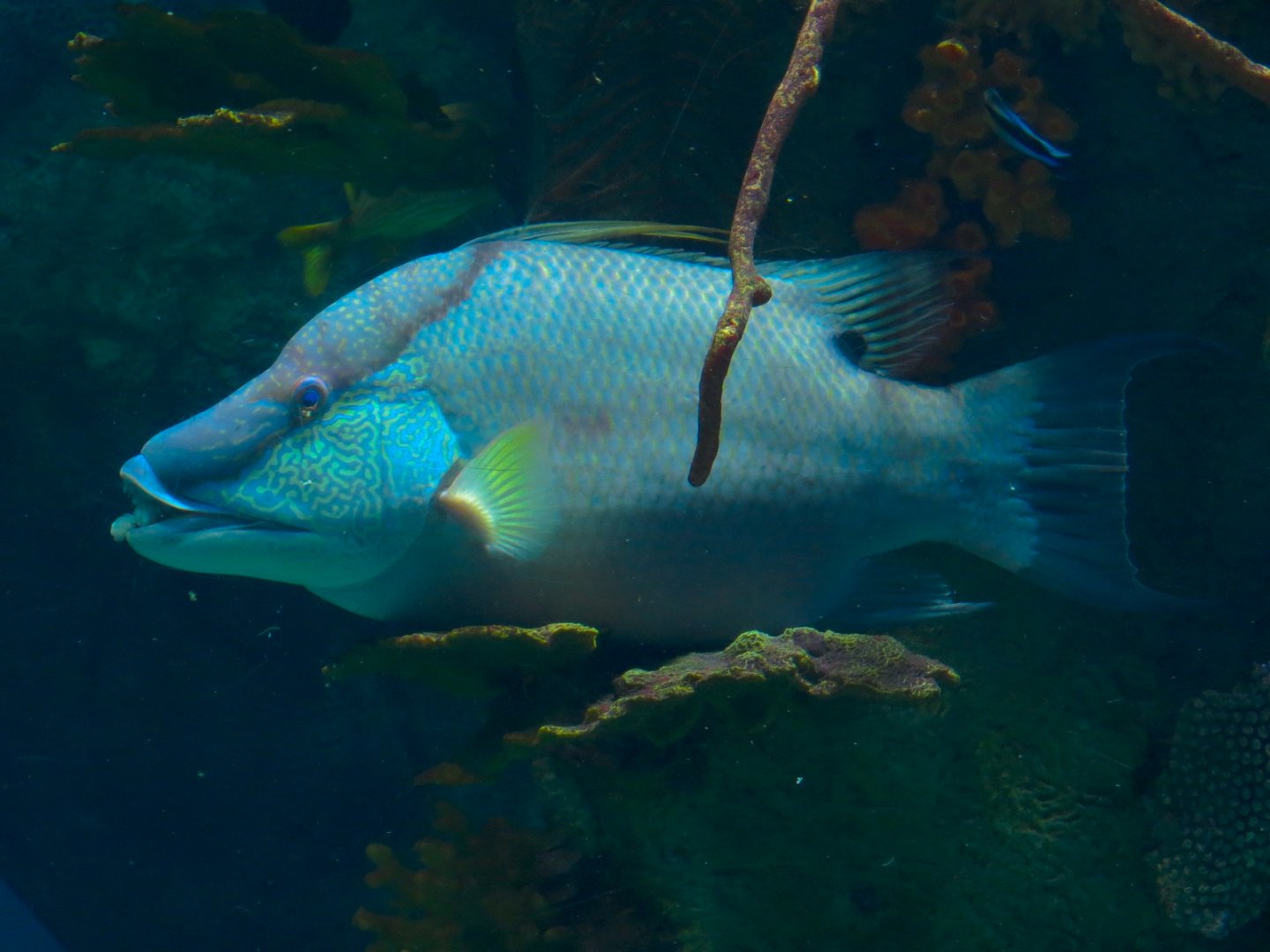 Atlantic Coral Reef Exhibit