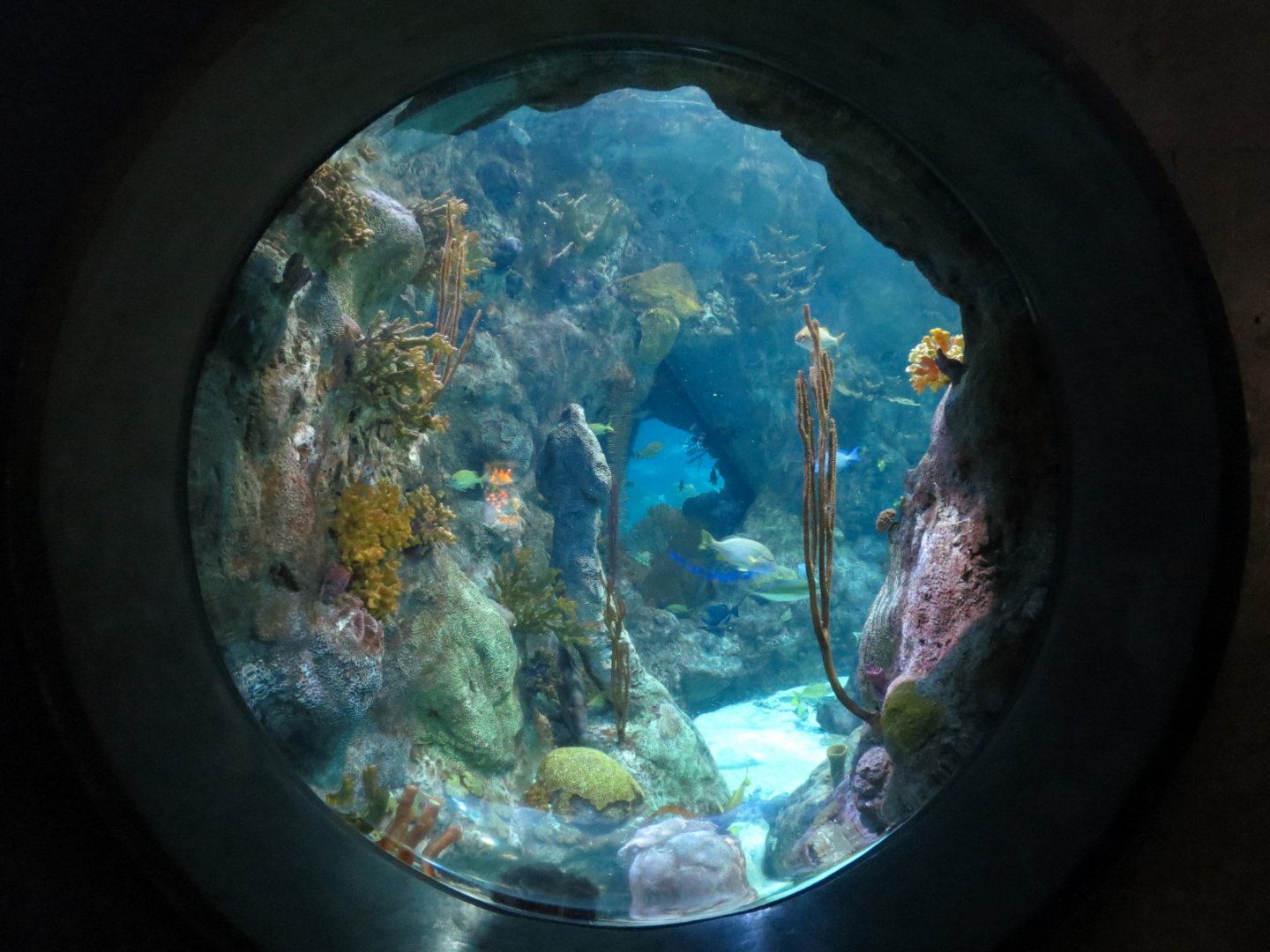 Atlantic Coral Reef Exhibit