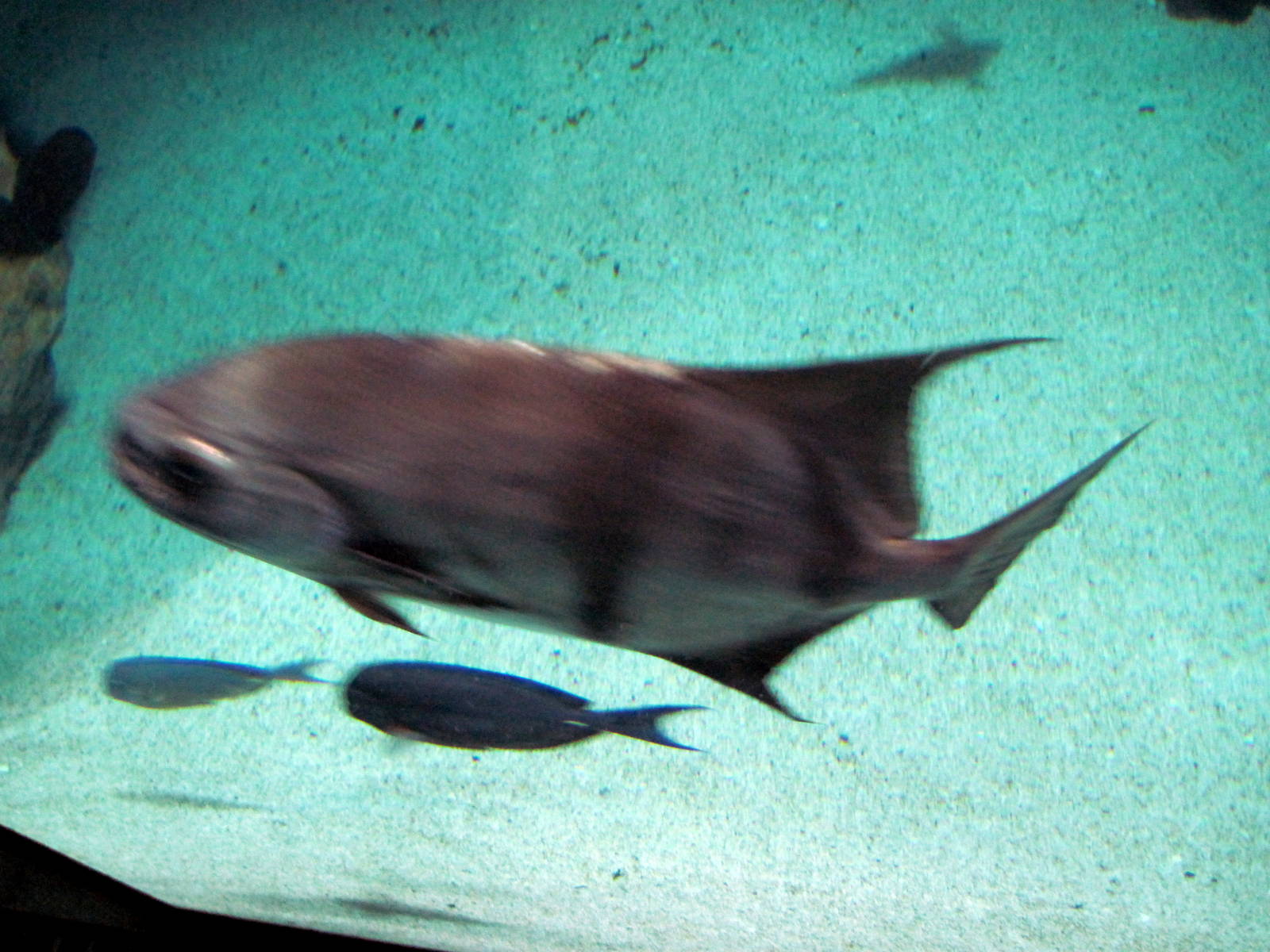 Atlantic Coral Reef-Fish