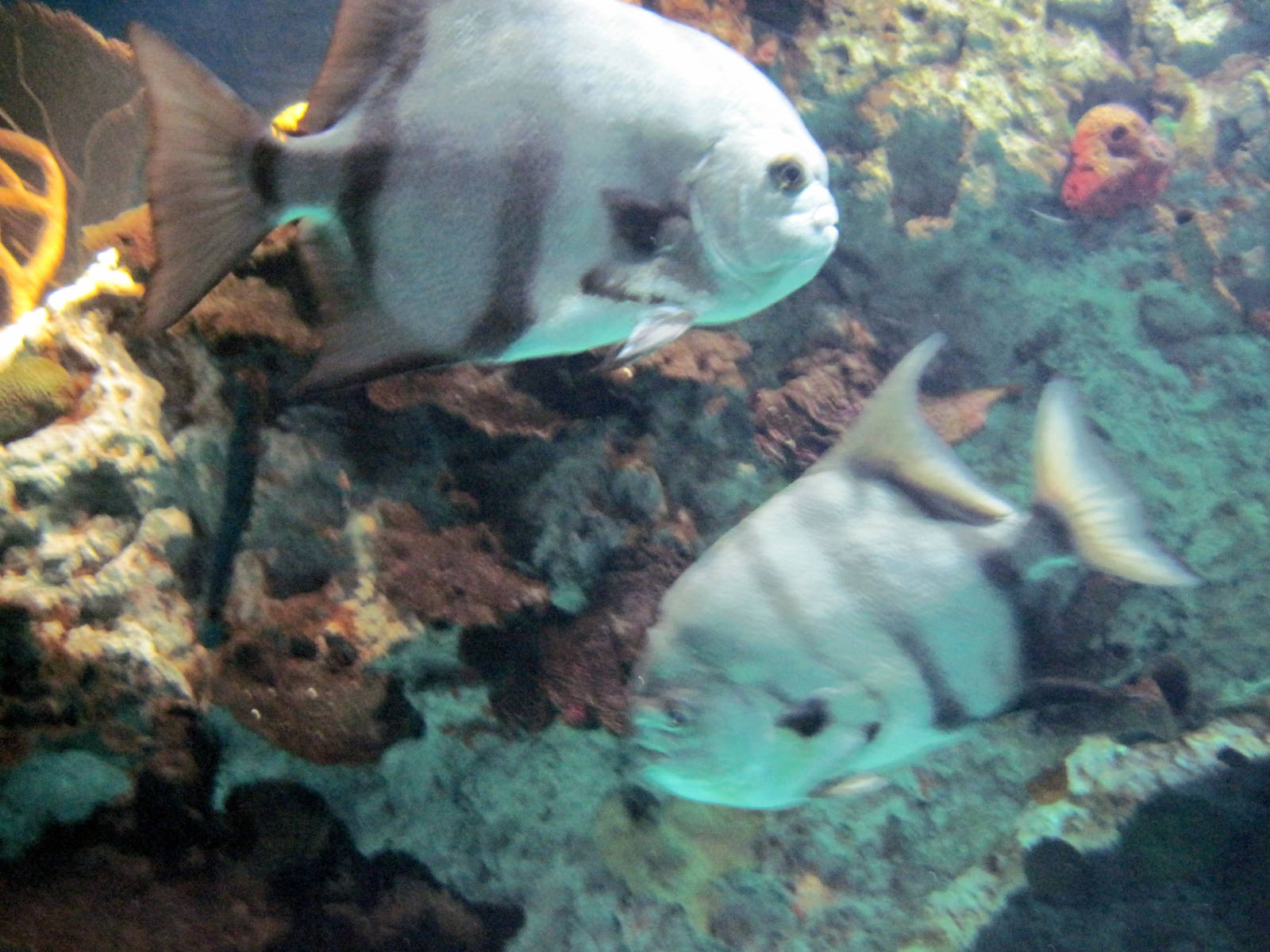 Atlantic Coral Reef-Fish