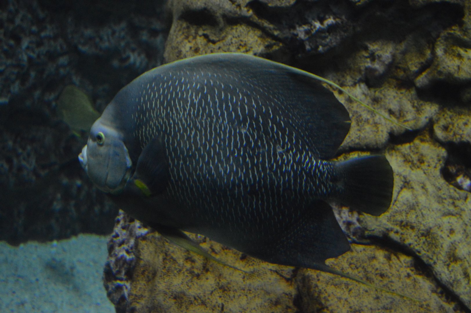 Atlantic Coral Reef - Grey Angelfish (Pomacanthus arcuatus)