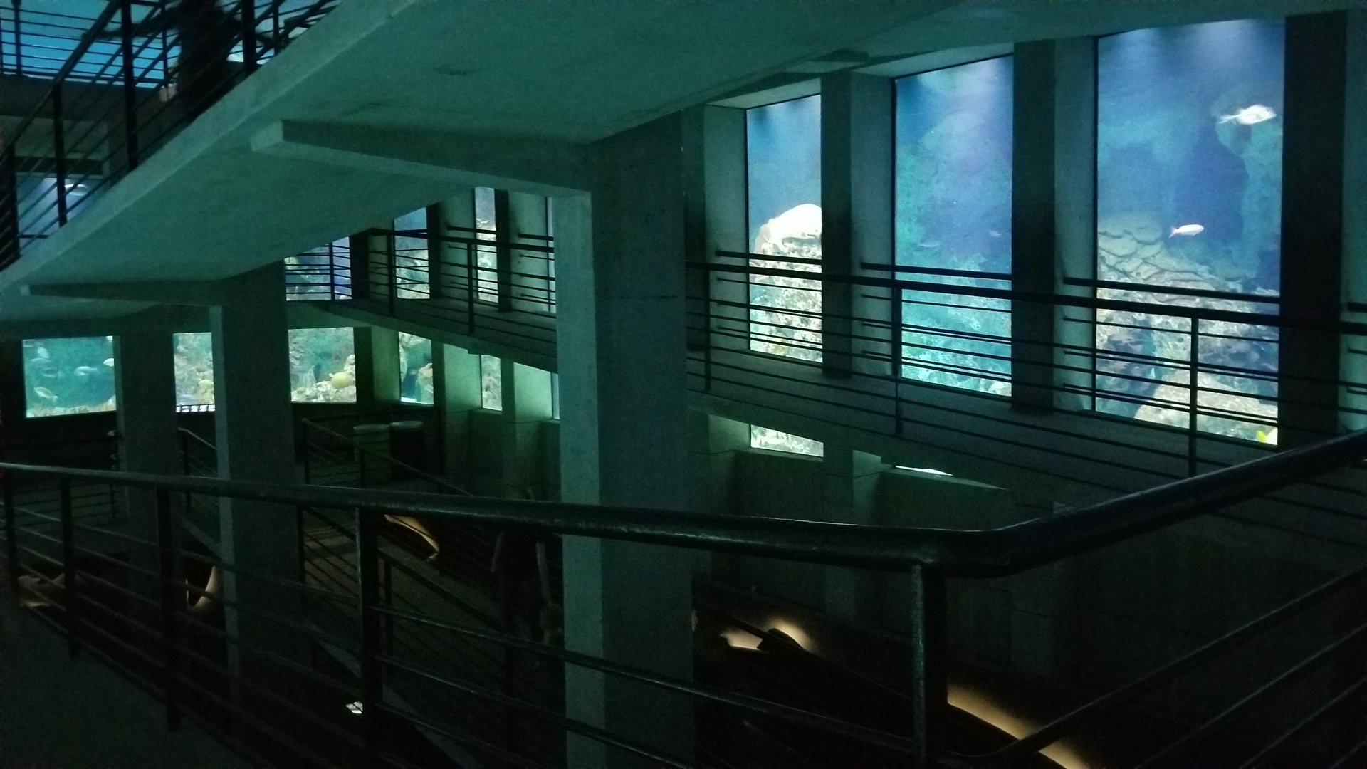 Atlantic Coral Reef/Shark Alley walkways