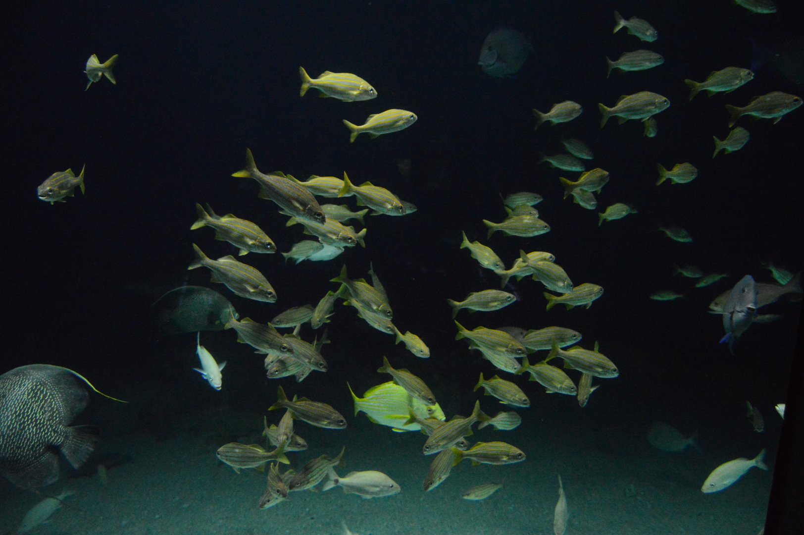 Atlantic Coral Reef - Smallmouth Grunts (Brachygenys chrysargyrea)