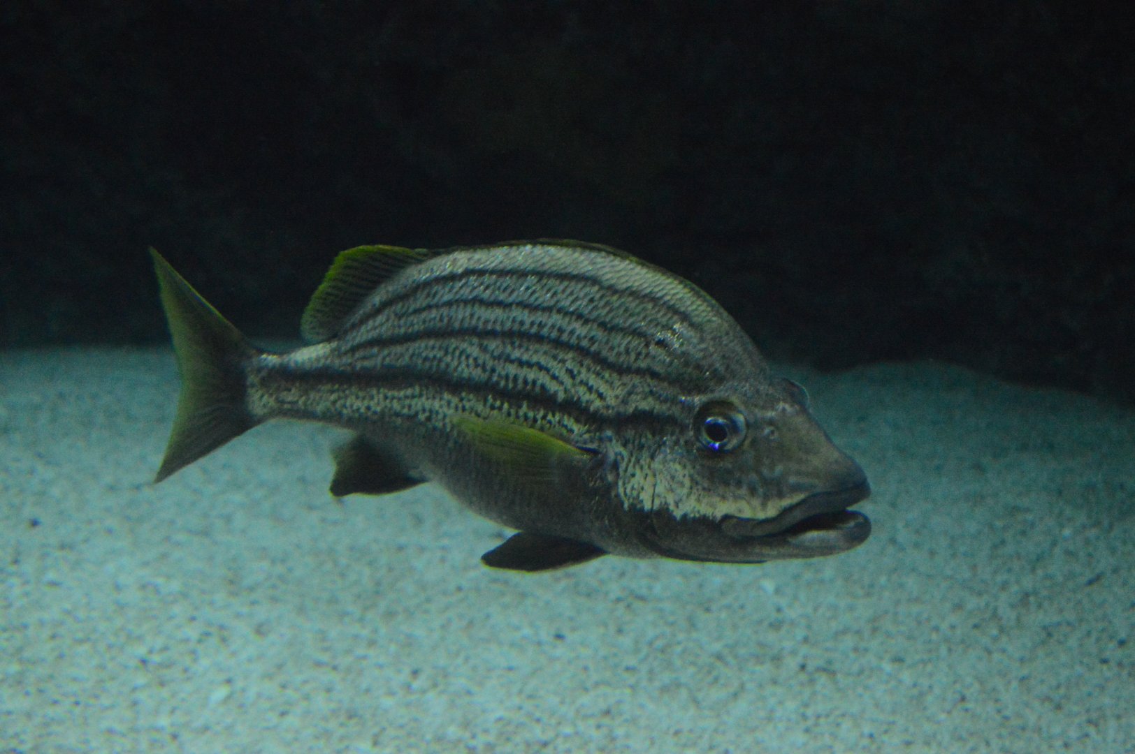 Atlantic Coral Reef - Spanish Grunt (Haemulon macrostoma)?