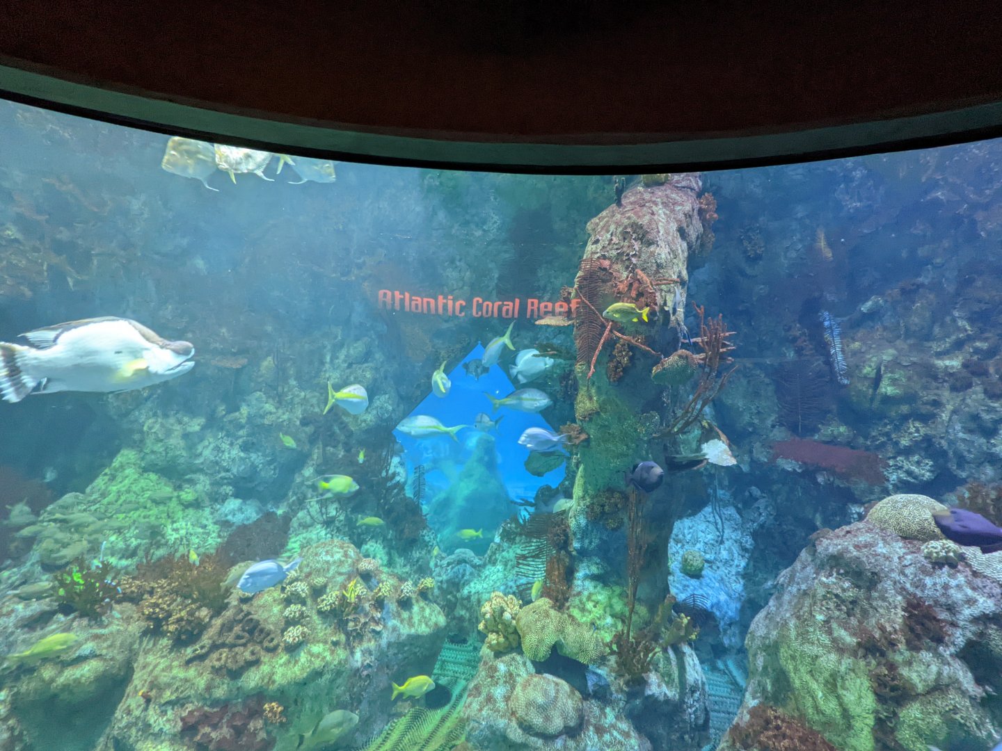 Atlantic Coral reef tank