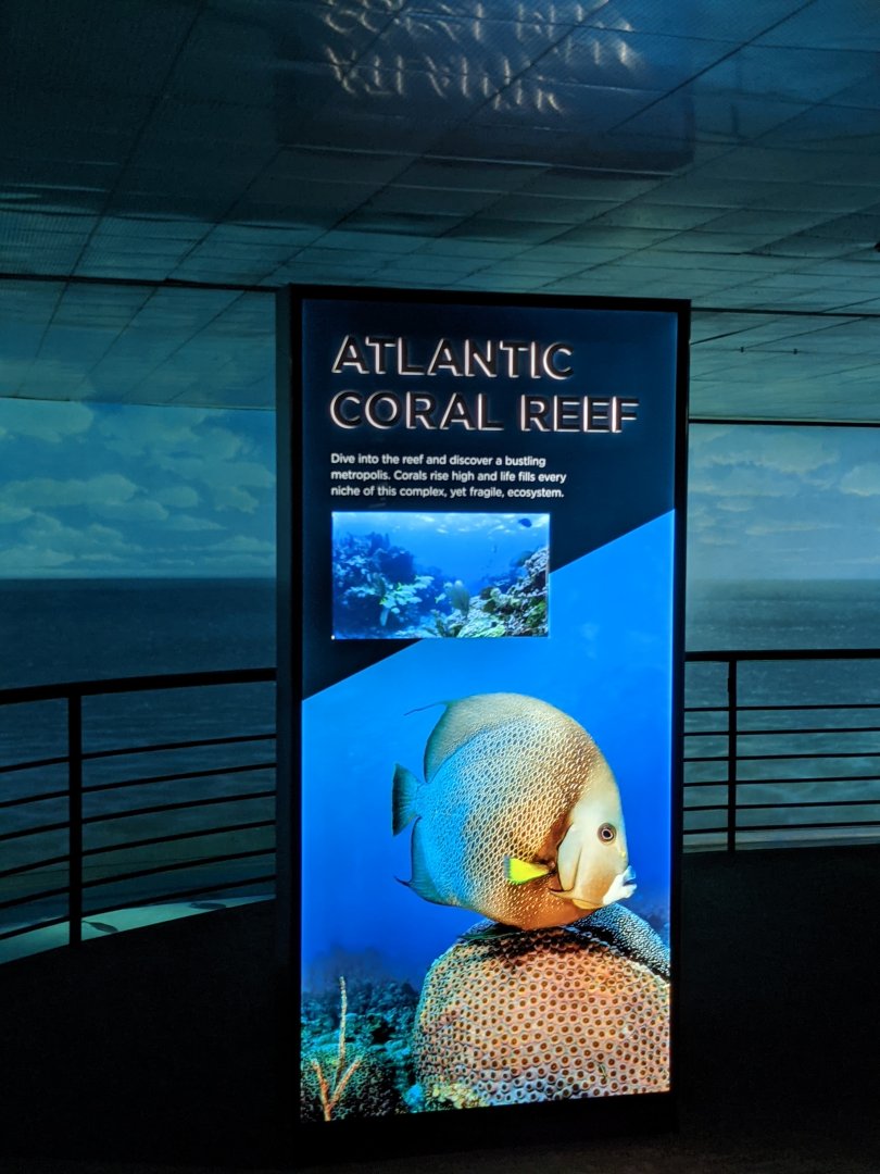 Atlantic Coral Reef