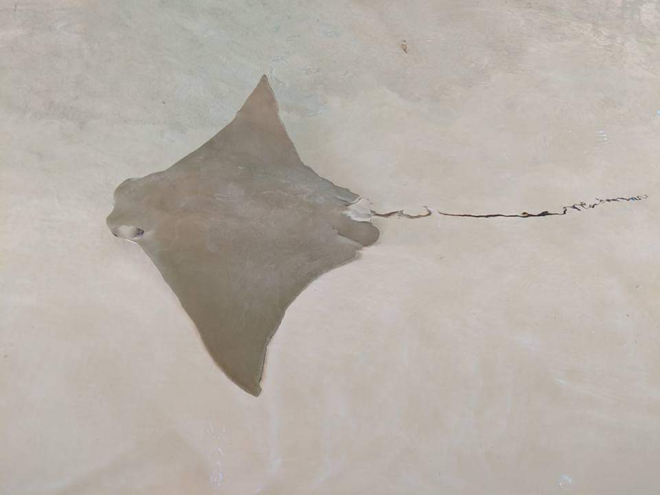 Atlantic cownose ray (Rhinoptera bonasus)