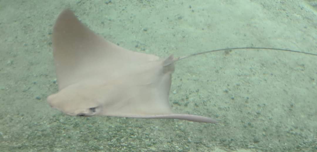 Atlantic cownose ray (Rhinoptera bonasus)