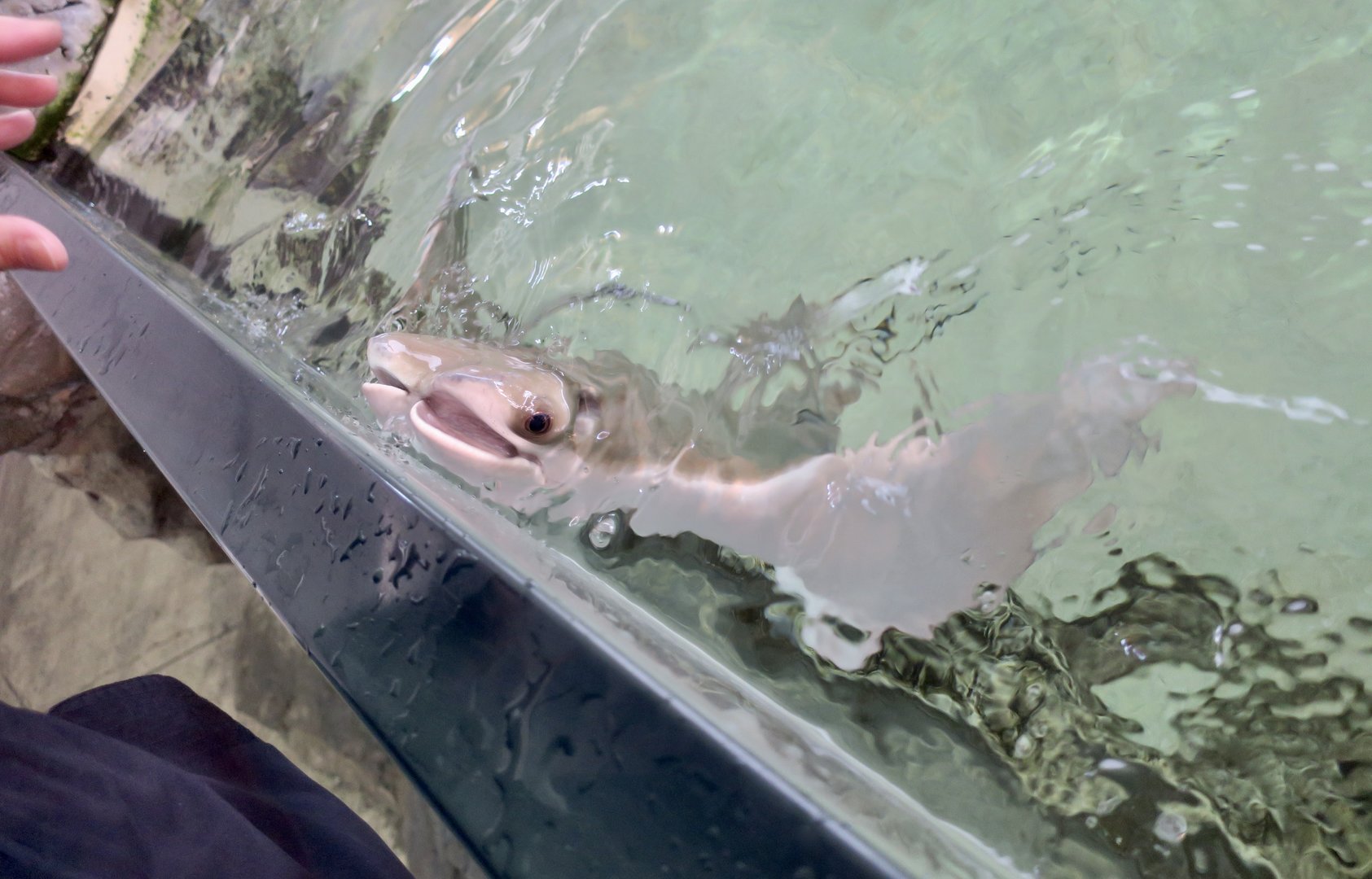 Atlantic Cownose Ray (Rhinoptera bonasus)