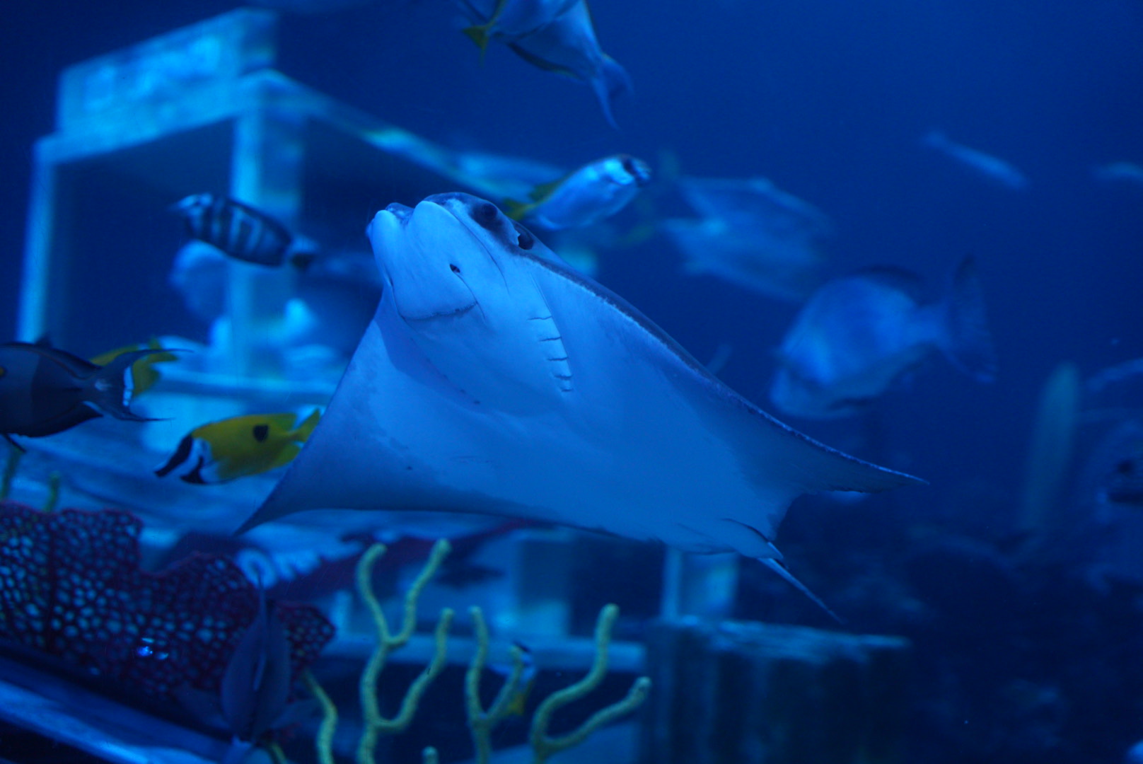 Atlantic Cownose Ray