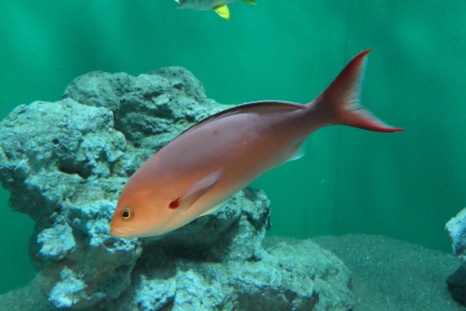Atlantic Creolefish (Cephalopholis furcifer)