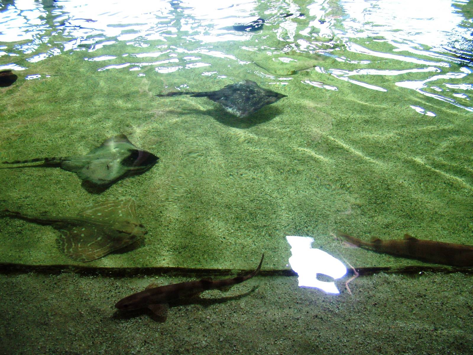 Atlantic Fishes Exhibit at Harderwijk, 01/06/12