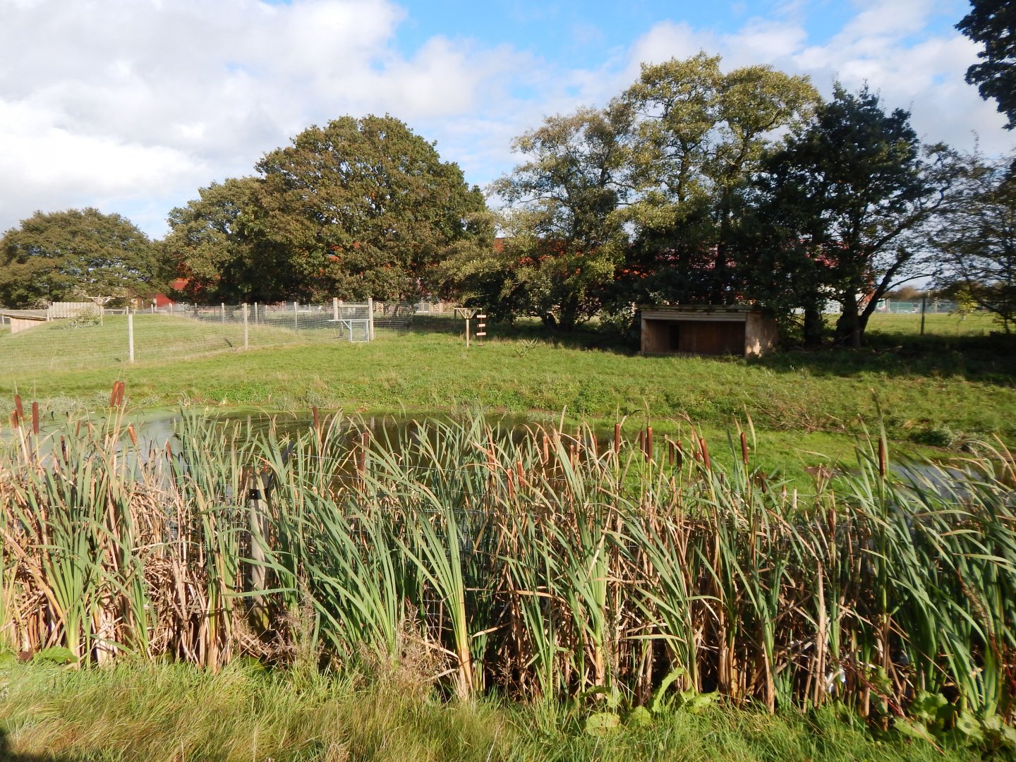 Atlantic Forest - Maned wolf habitat 121024