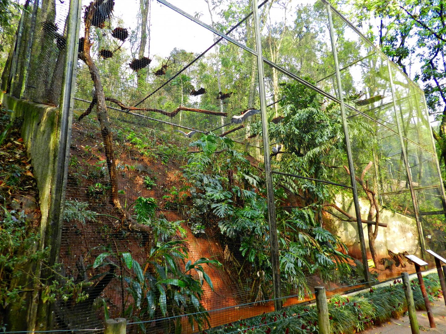 Atlantic forest trail, mixed aviary - Zooparque Itatiba