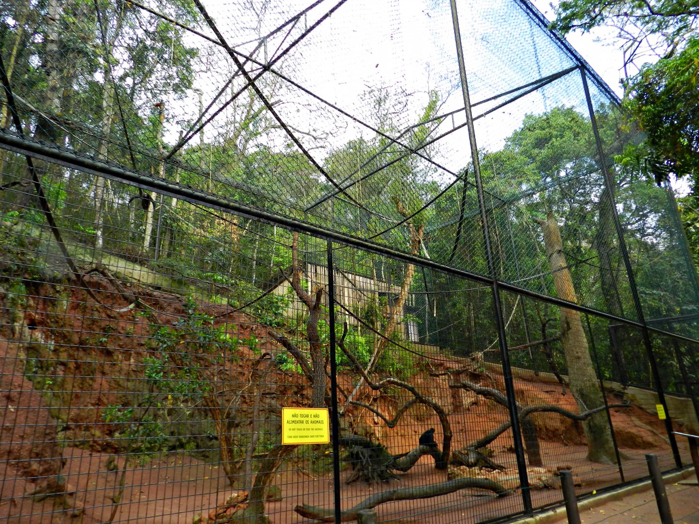 Atlantic forest trail, spider monkey exhibit - Zooparque Itatiba