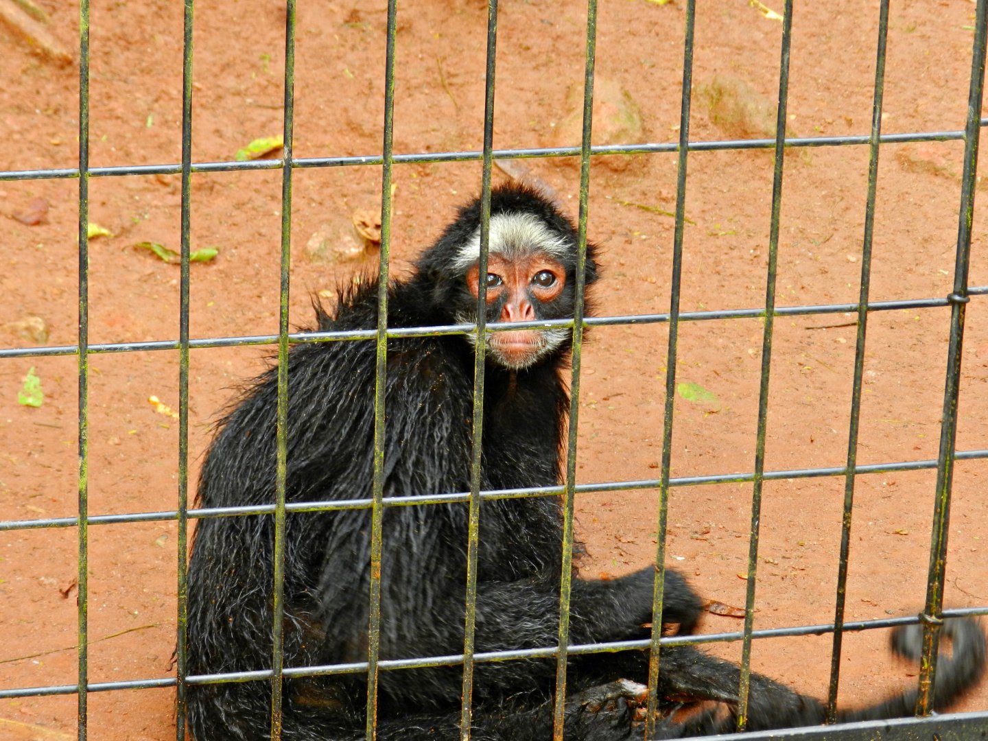 Atlantic forest trail, white-cheeked spider monkey - Zooparque Itatiba