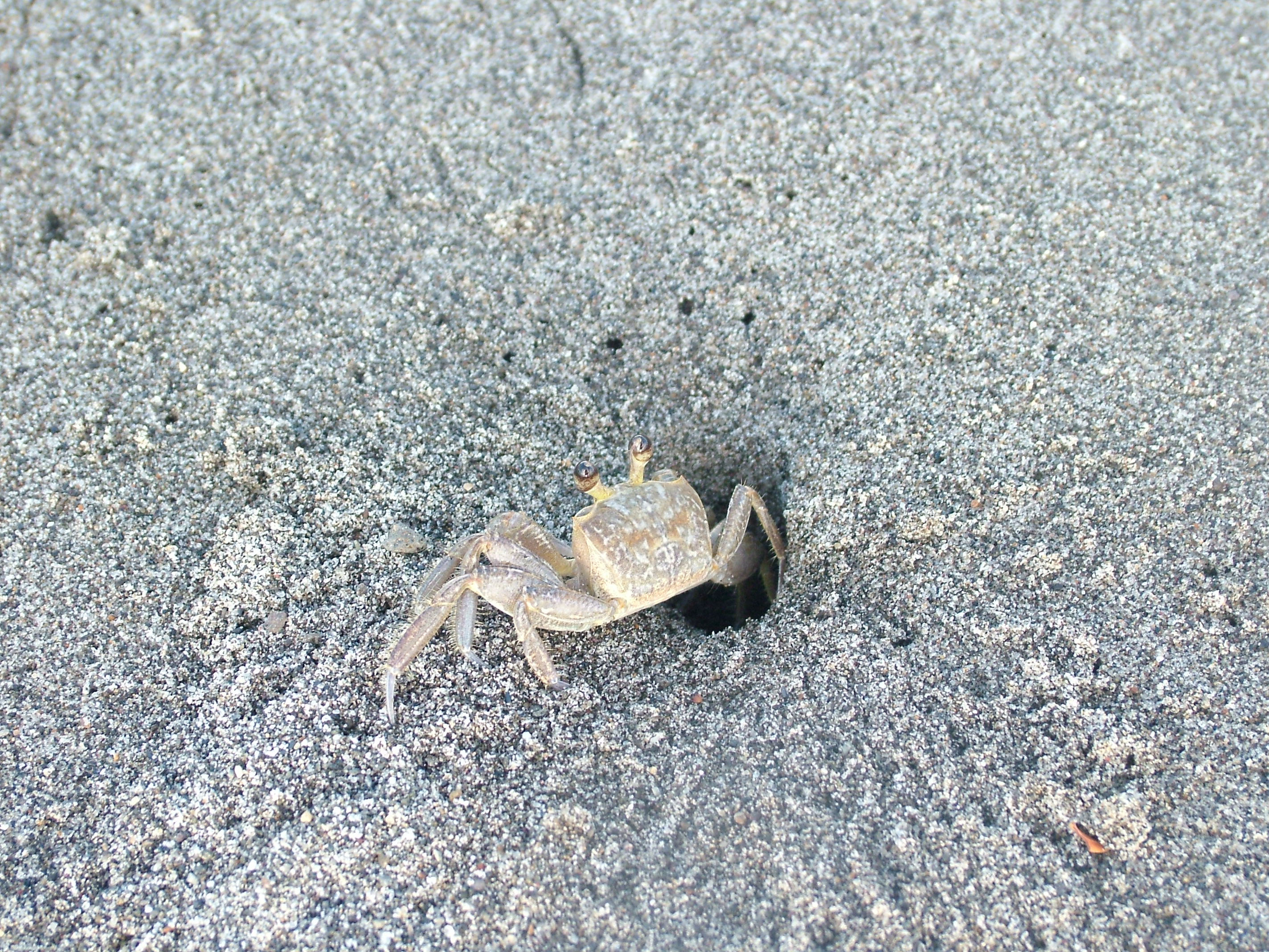 Atlantic Ghost Crab, Dominica, 2007