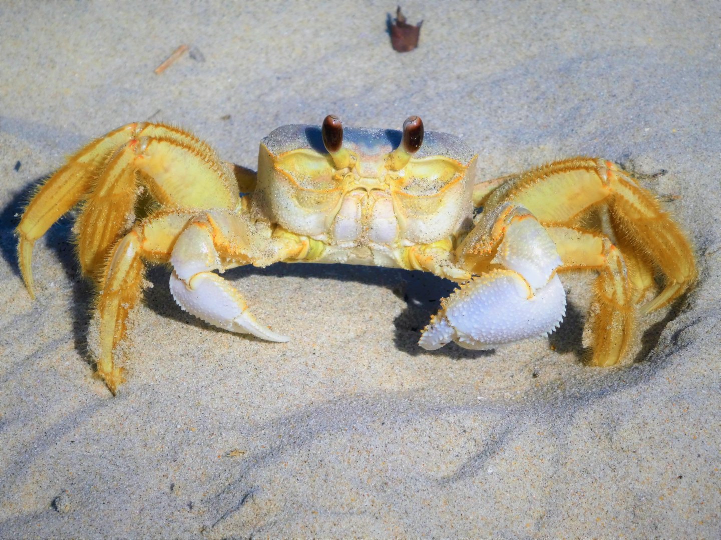 Atlantic Ghost Crab