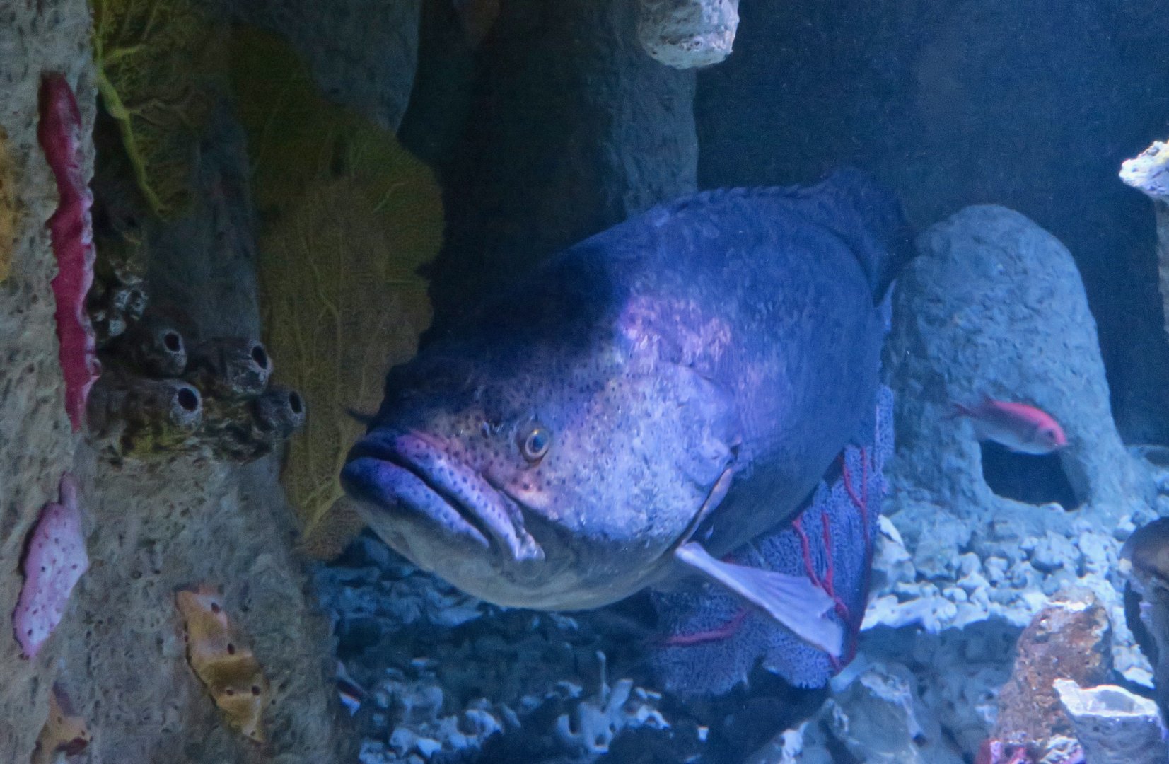 Atlantic Goliath Grouper (Epinephelus itajara)