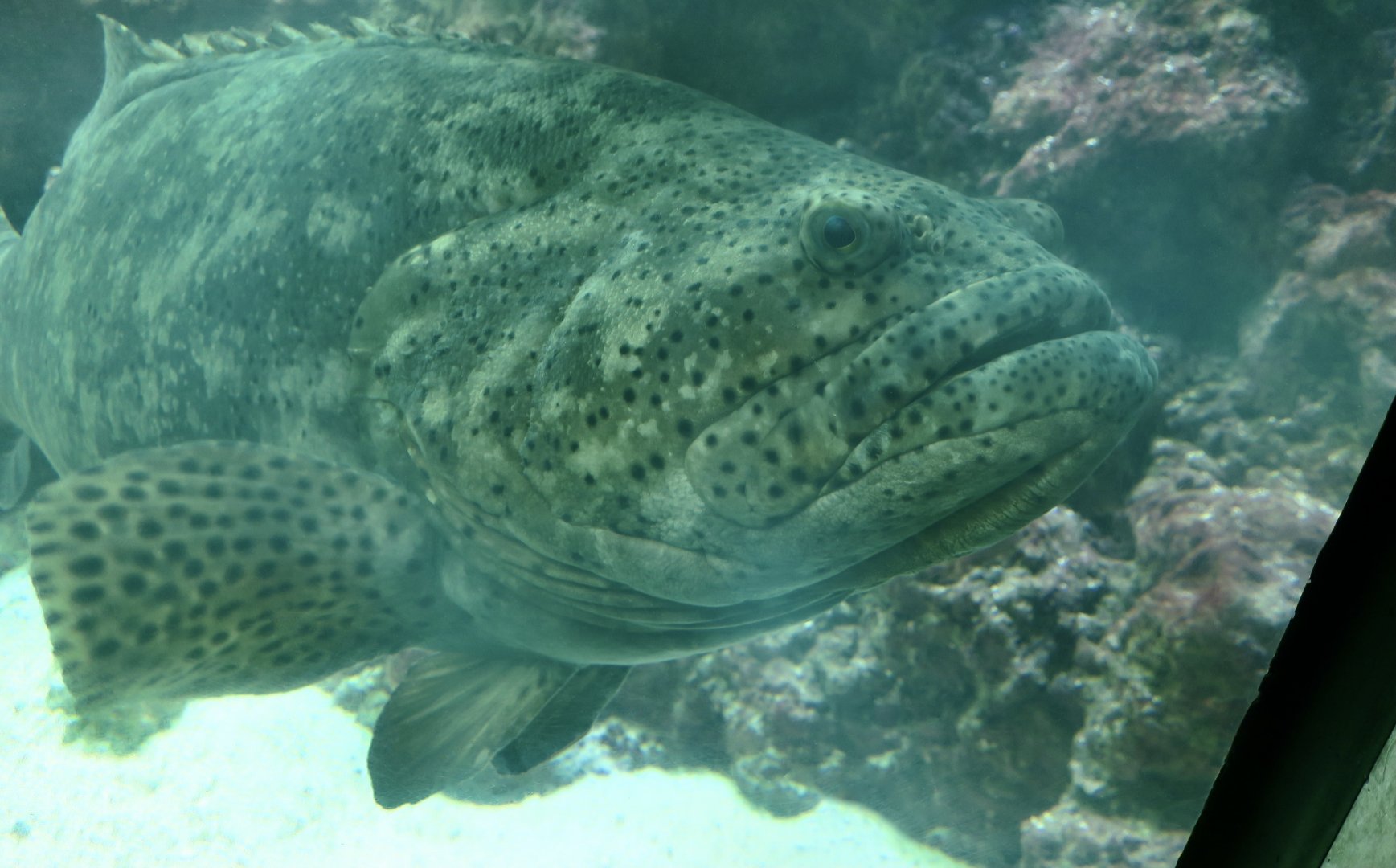 Atlantic Goliath Grouper (Epinephelus itajara)
