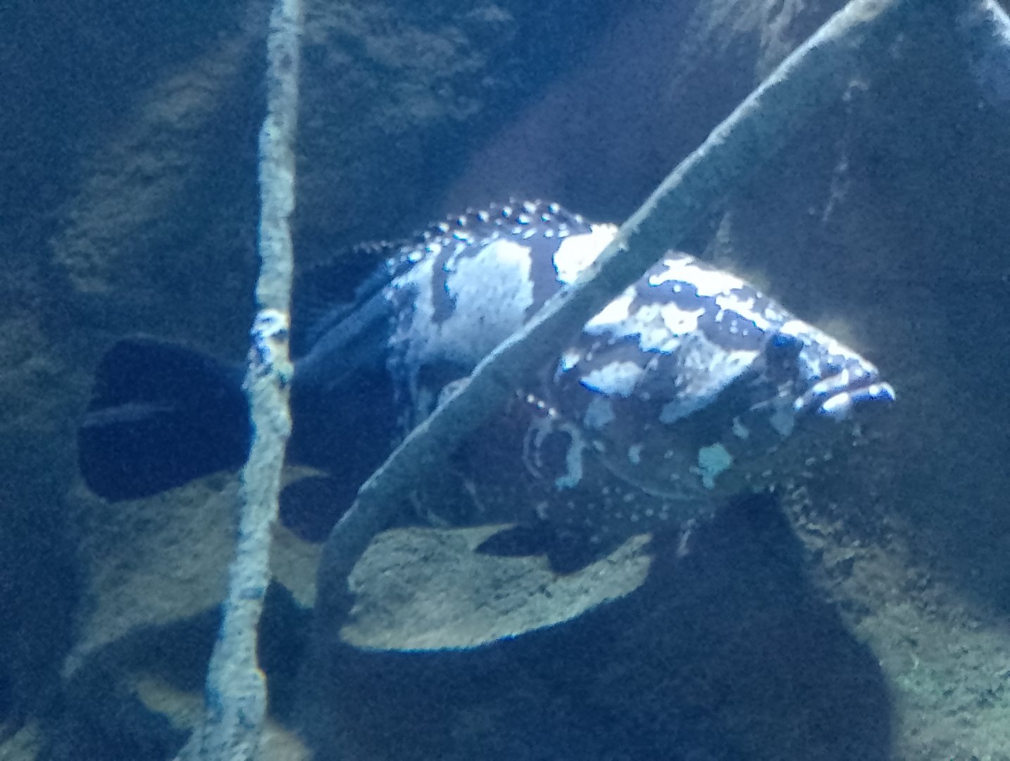 Atlantic goliath grouper
