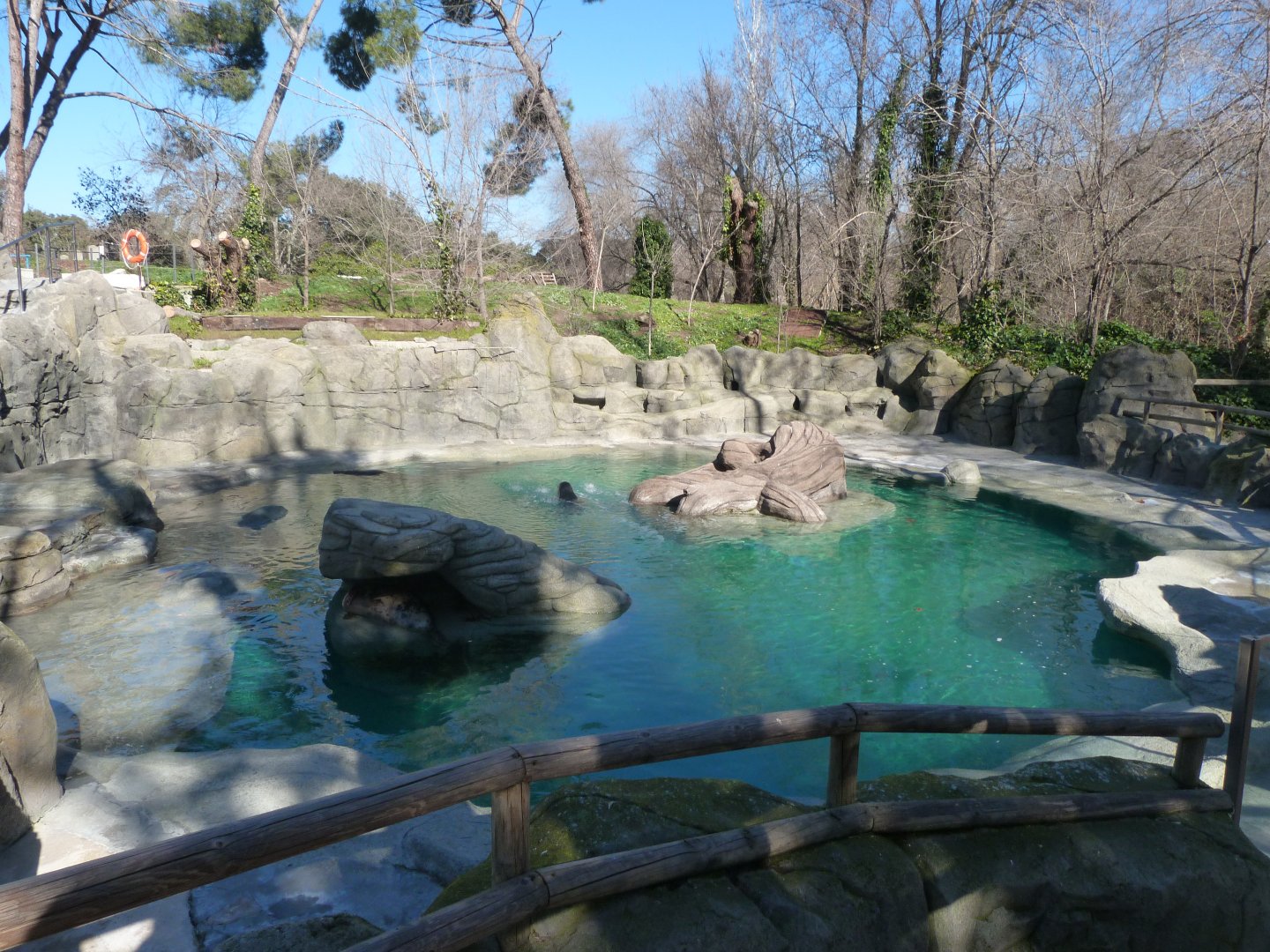 Atlantic grey seal exhibit -Zoo Aquarium de Madrid (2025)