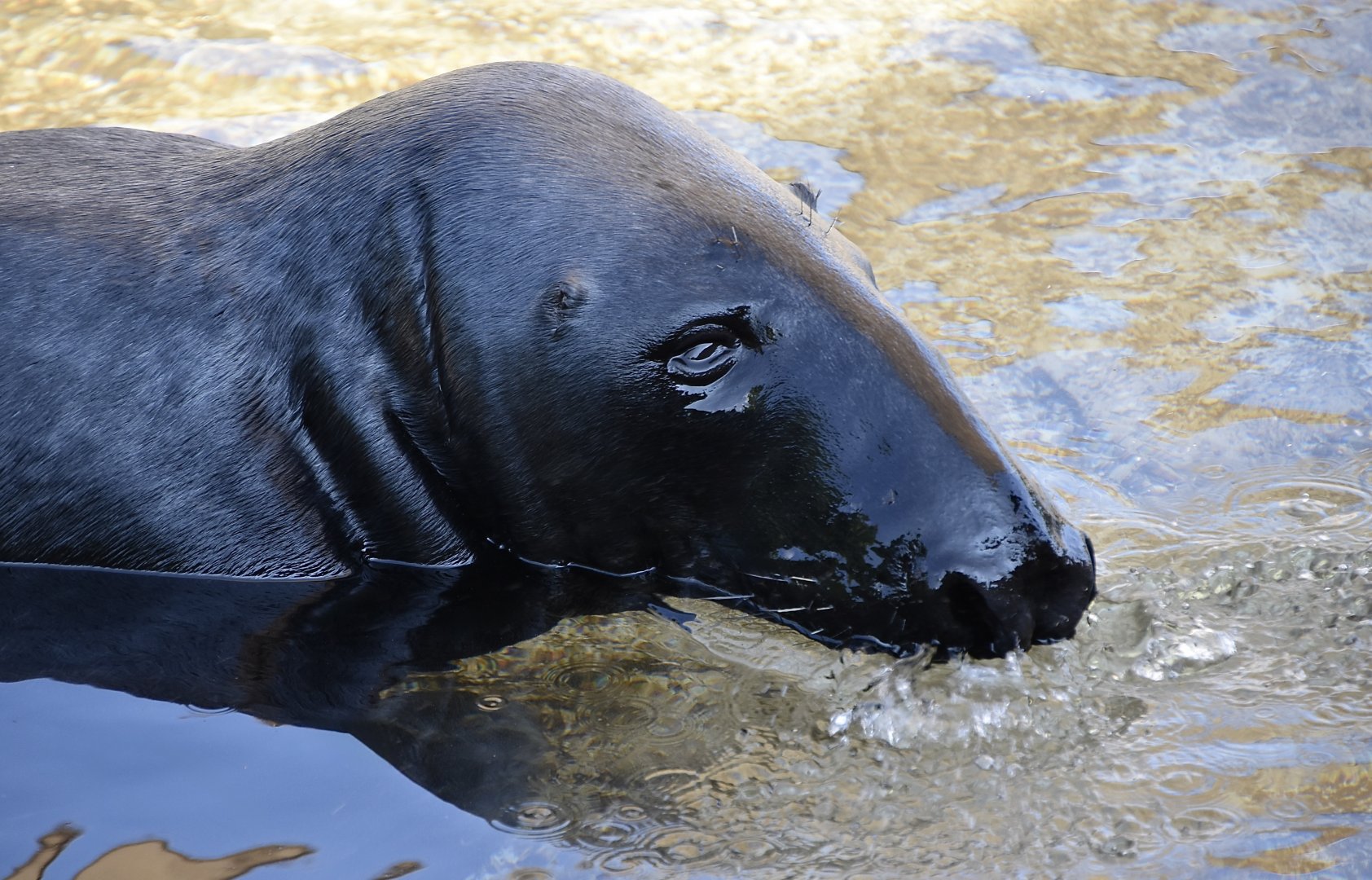 Atlantic Grey Seal (Halichoerus grypus atlantica) male