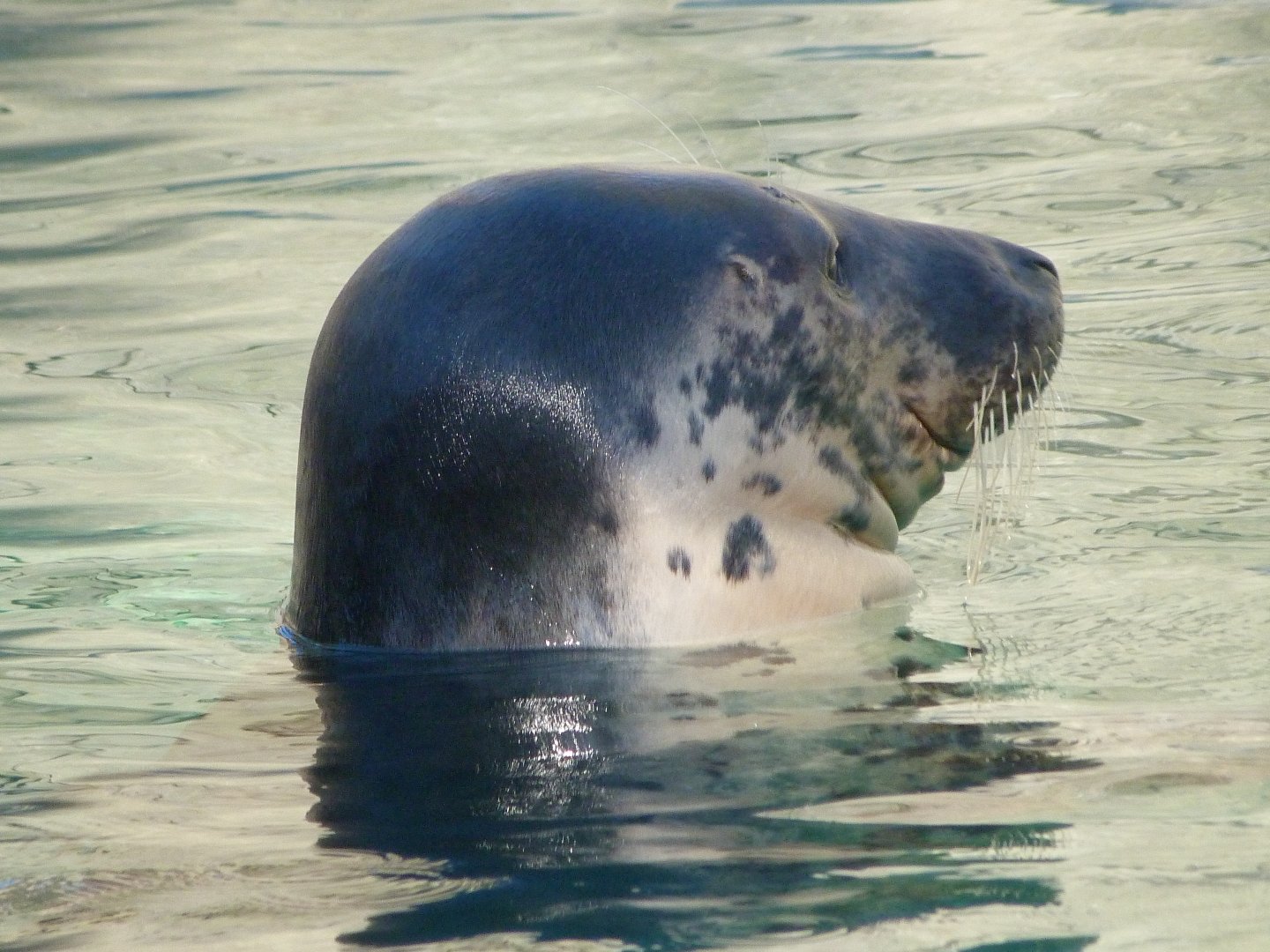 Atlantic grey seal -Zoo Aquarium de Madrid (2025)