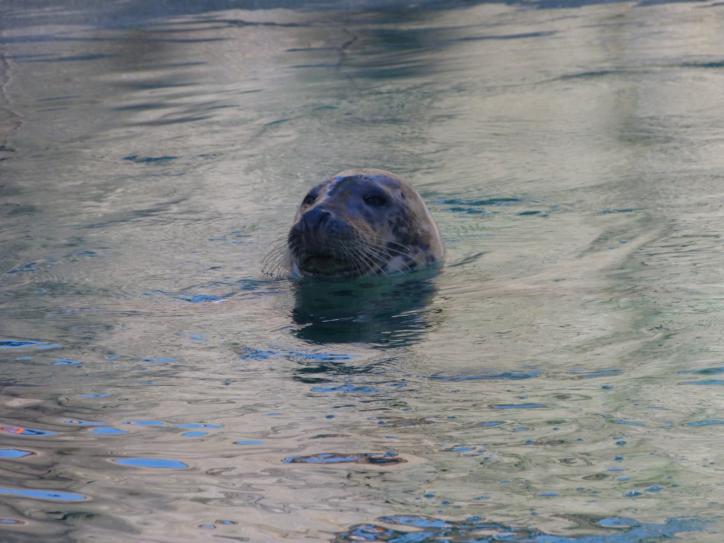 Atlantic grey seal -Zoo Aquarium de Madrid (2025)