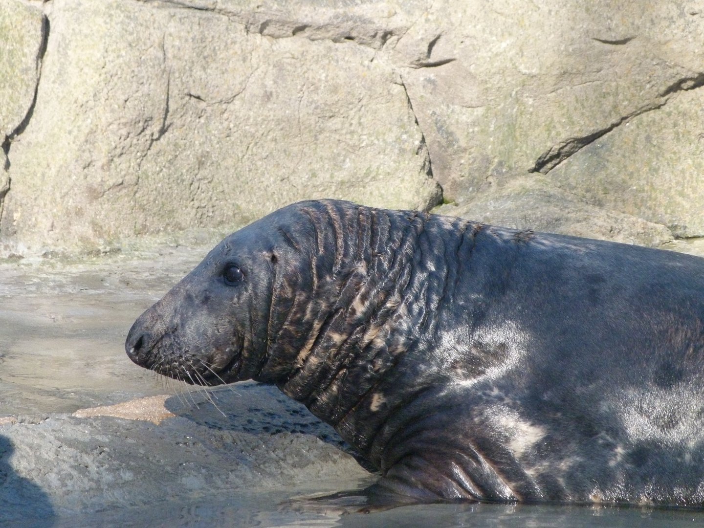 Atlantic grey seal -Zoo Aquarium de Madrid (2025)